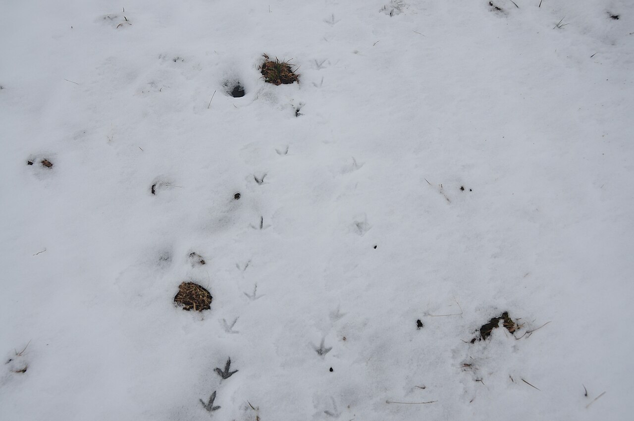 Duck tracks in mud