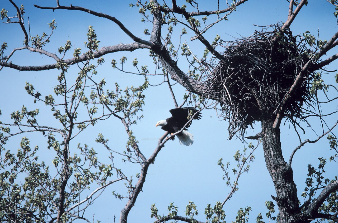 Eagle Poop: How to Identify It and Tell It From Hawk or Owl