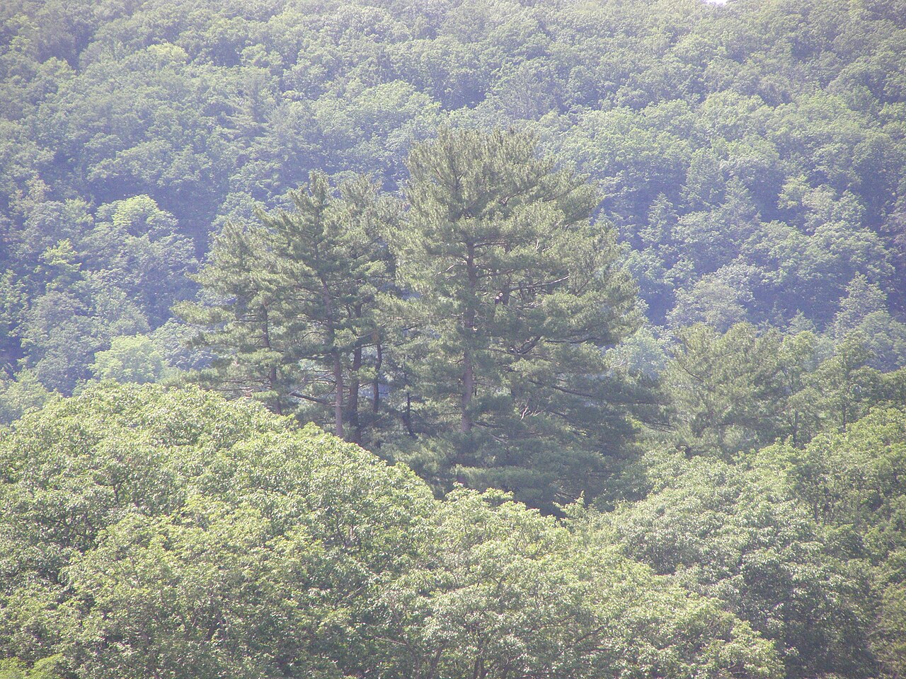 Eagle Poop: How to Identify It (and What It Is Not)