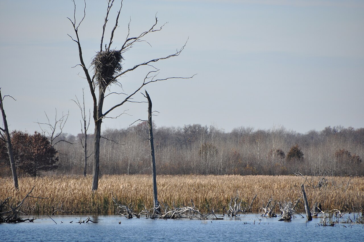 What is inside eagle droppings?