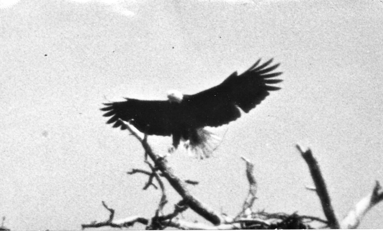Where you find eagle poop