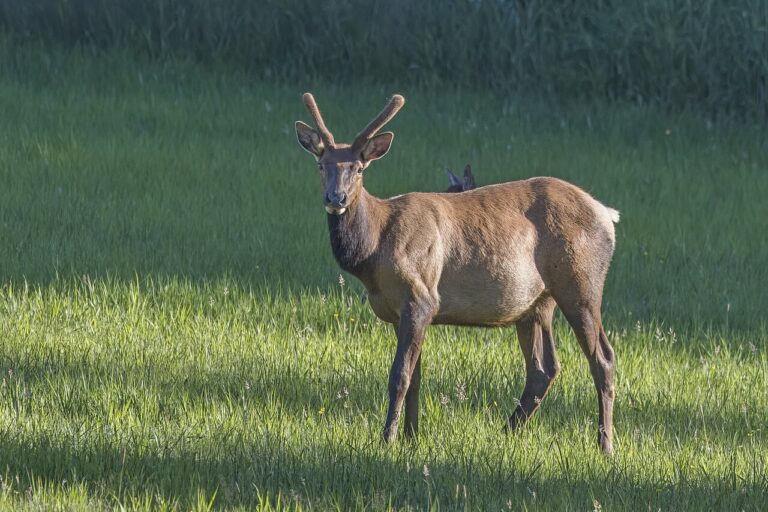 Elk Sounds: 6 Calls, What Each Means and When You Hear Them
