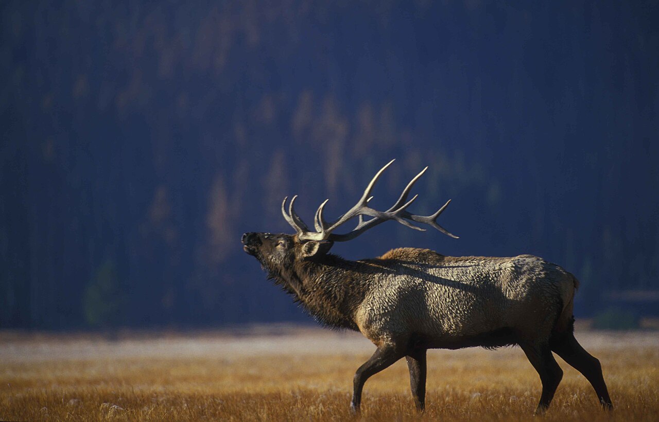 Why Do Bull Elk Bugle?