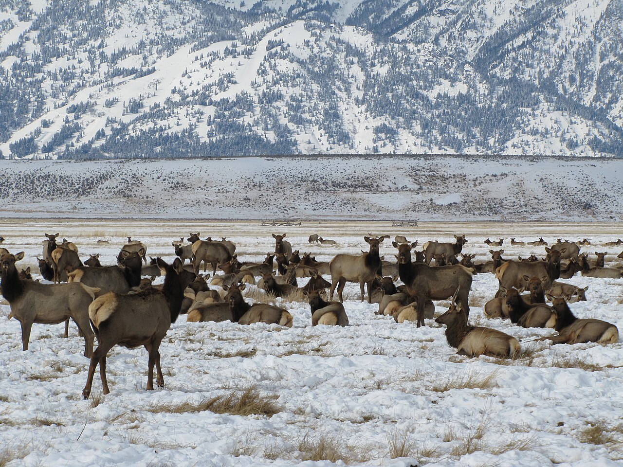 What Time of Day Do Elk Bugle the Most?