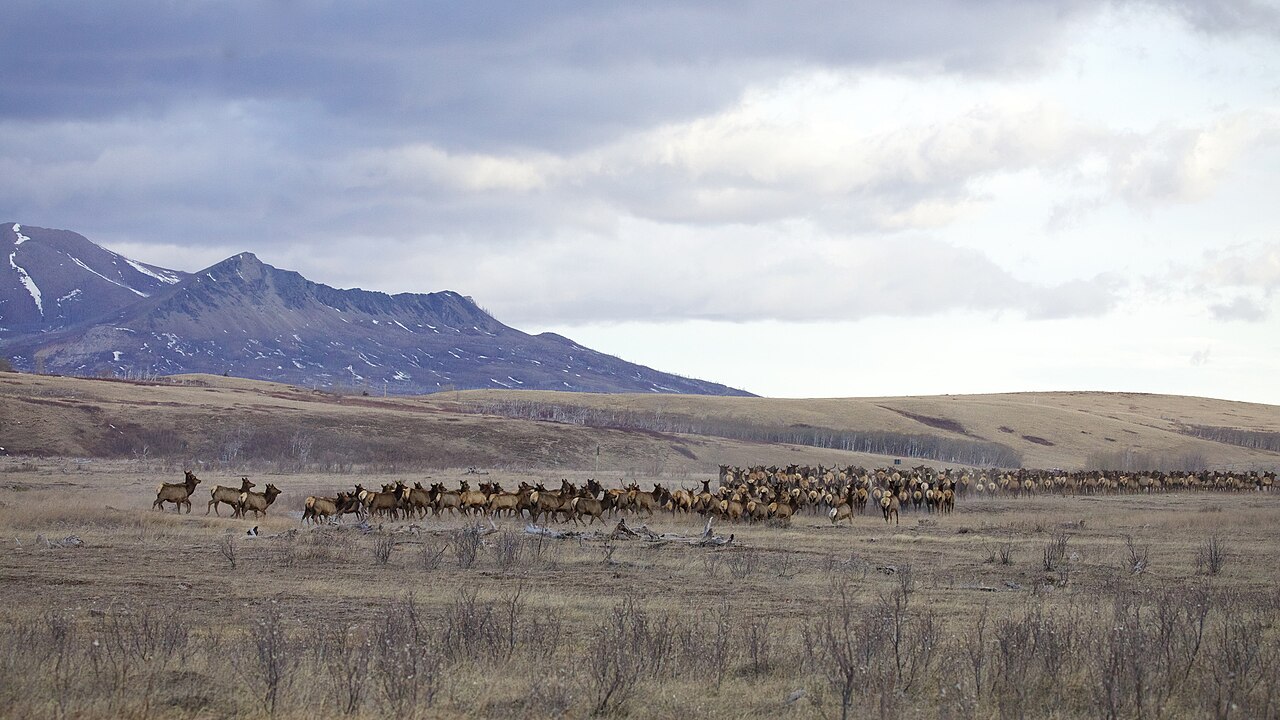 How Far Away Can You Hear an Elk Bugle?