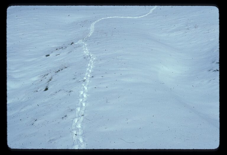 Elk Tracks: How to Identify Them in Snow, Mud and Sand
