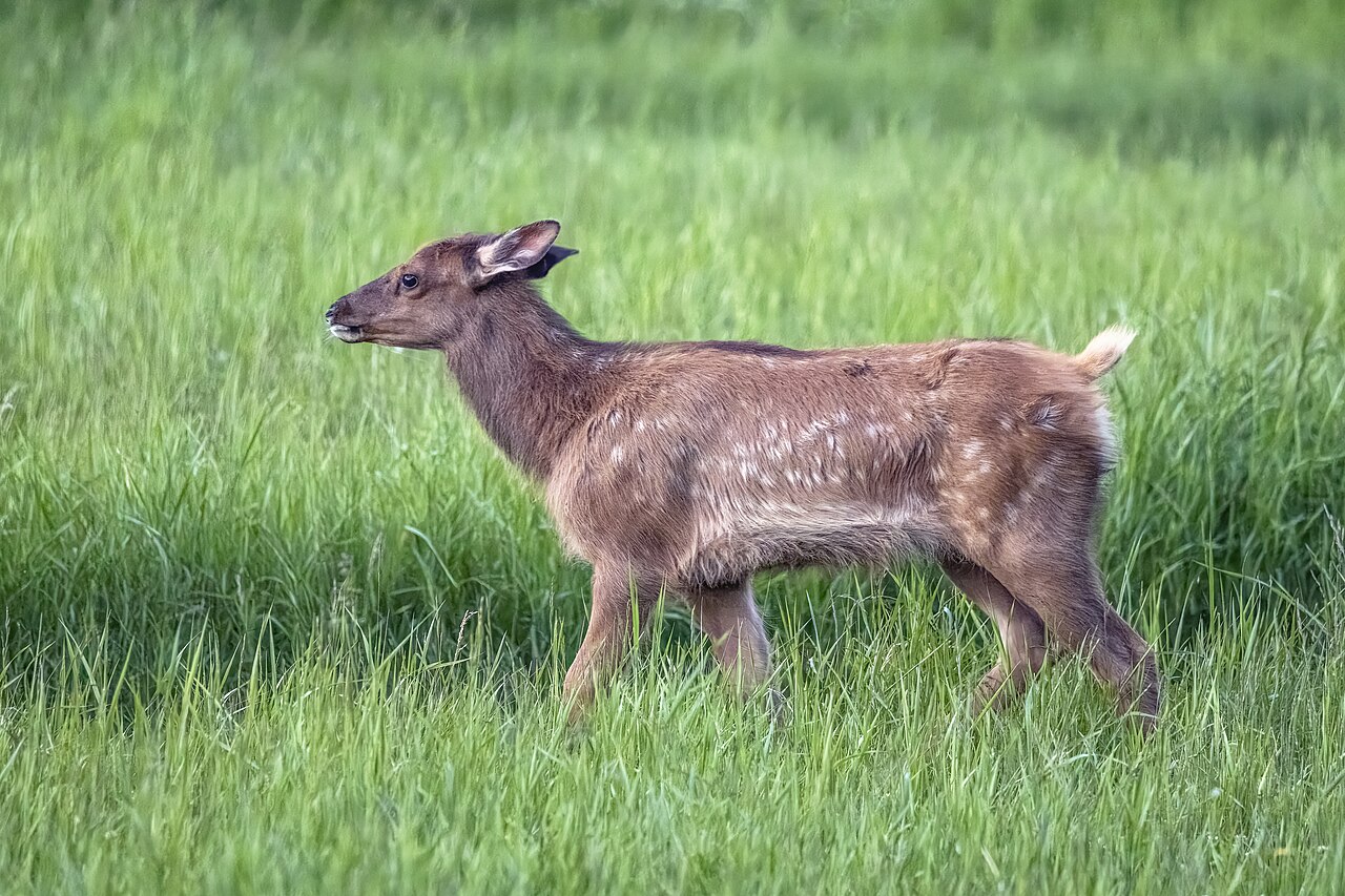 Elk Tracks: How to Identify Them in Snow, Mud and Sand