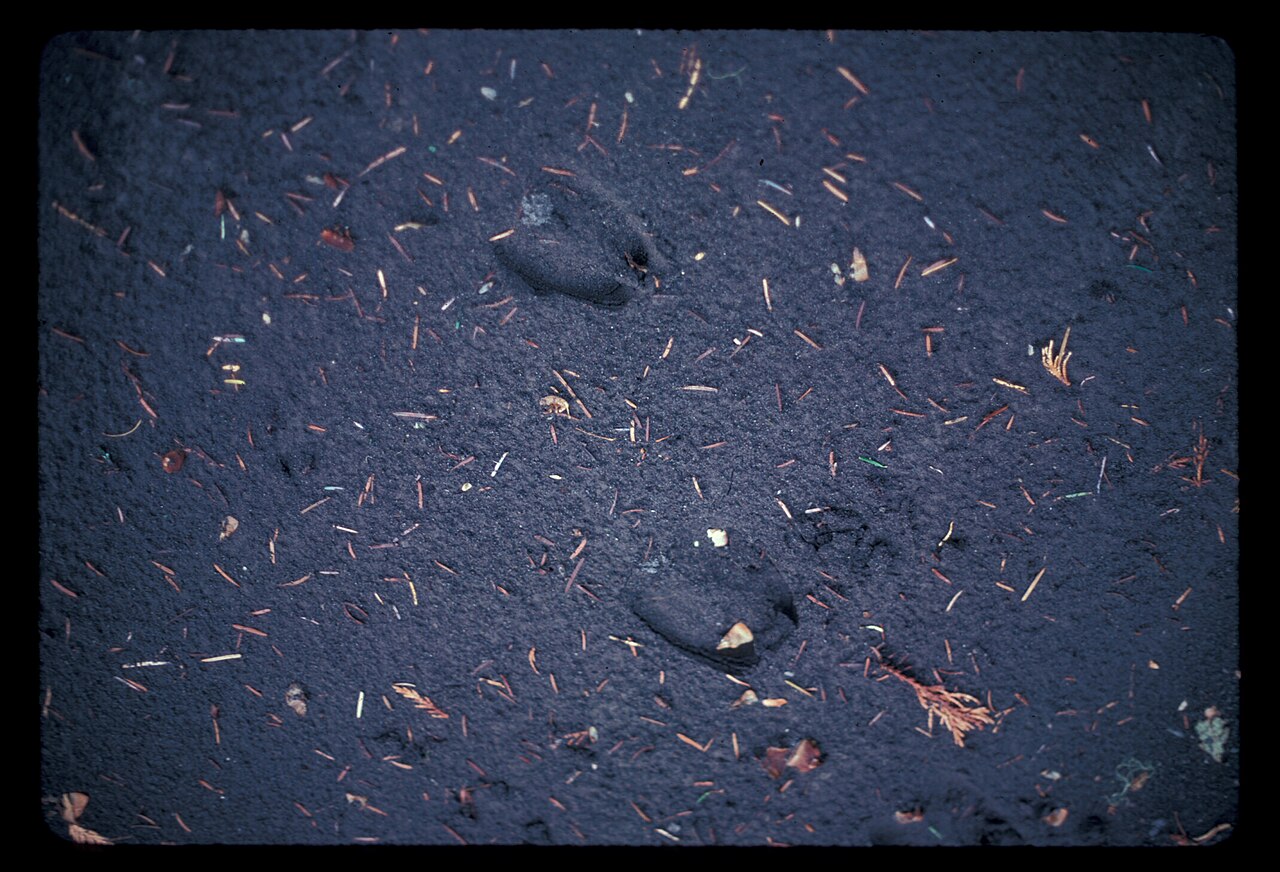 Elk Tracks in Mud