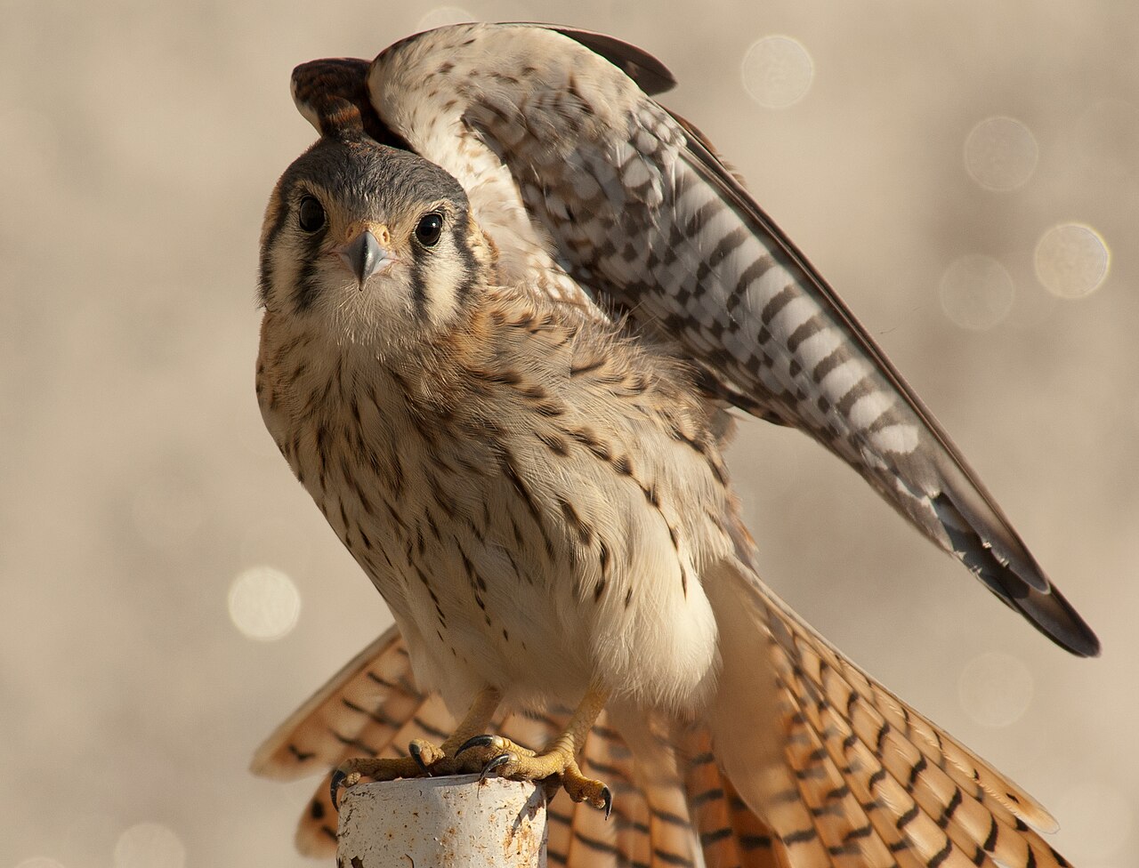 What Does It Mean If a Falcon Crosses Your Path?