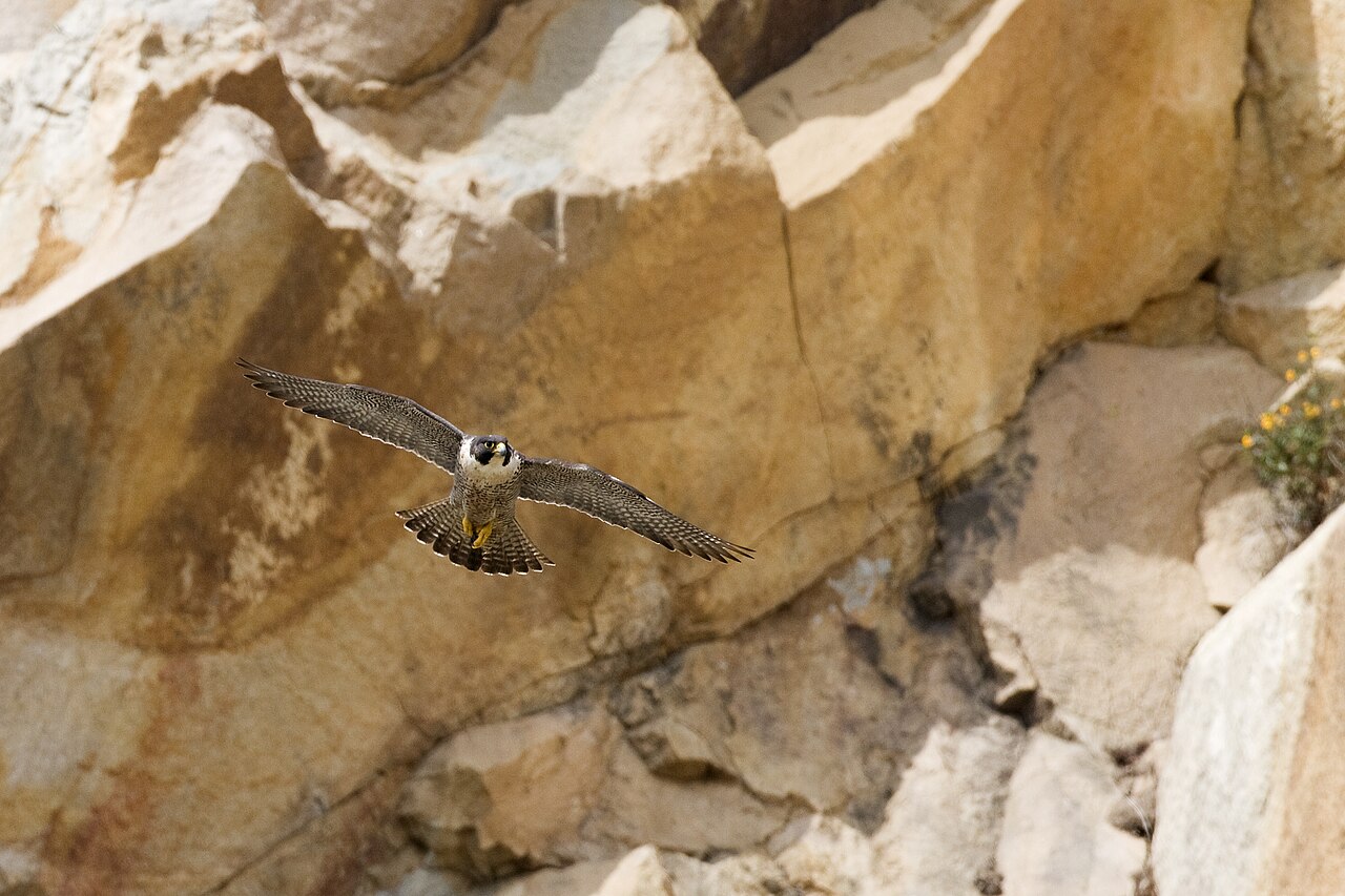 Seeing a Falcon in Your Yard, at Your Window, or at Night