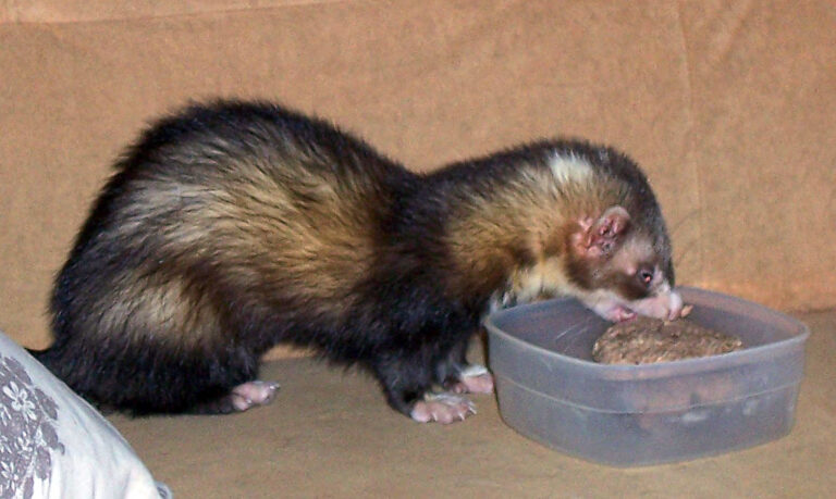Ferret Poop: What Healthy Stool Looks Like and 7 Warning Colors