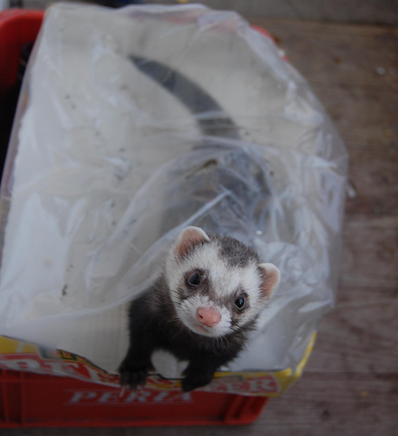 Ferret Poop Color Chart and What Each Color Means