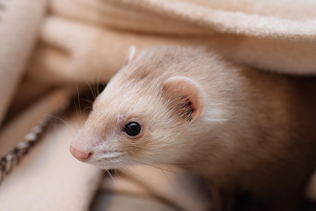 How Often Ferrets Poop and Where They Go