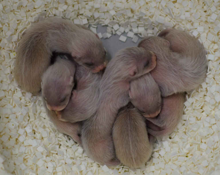 Ferret Sounds Explained: 6 Noises and What Each One Means