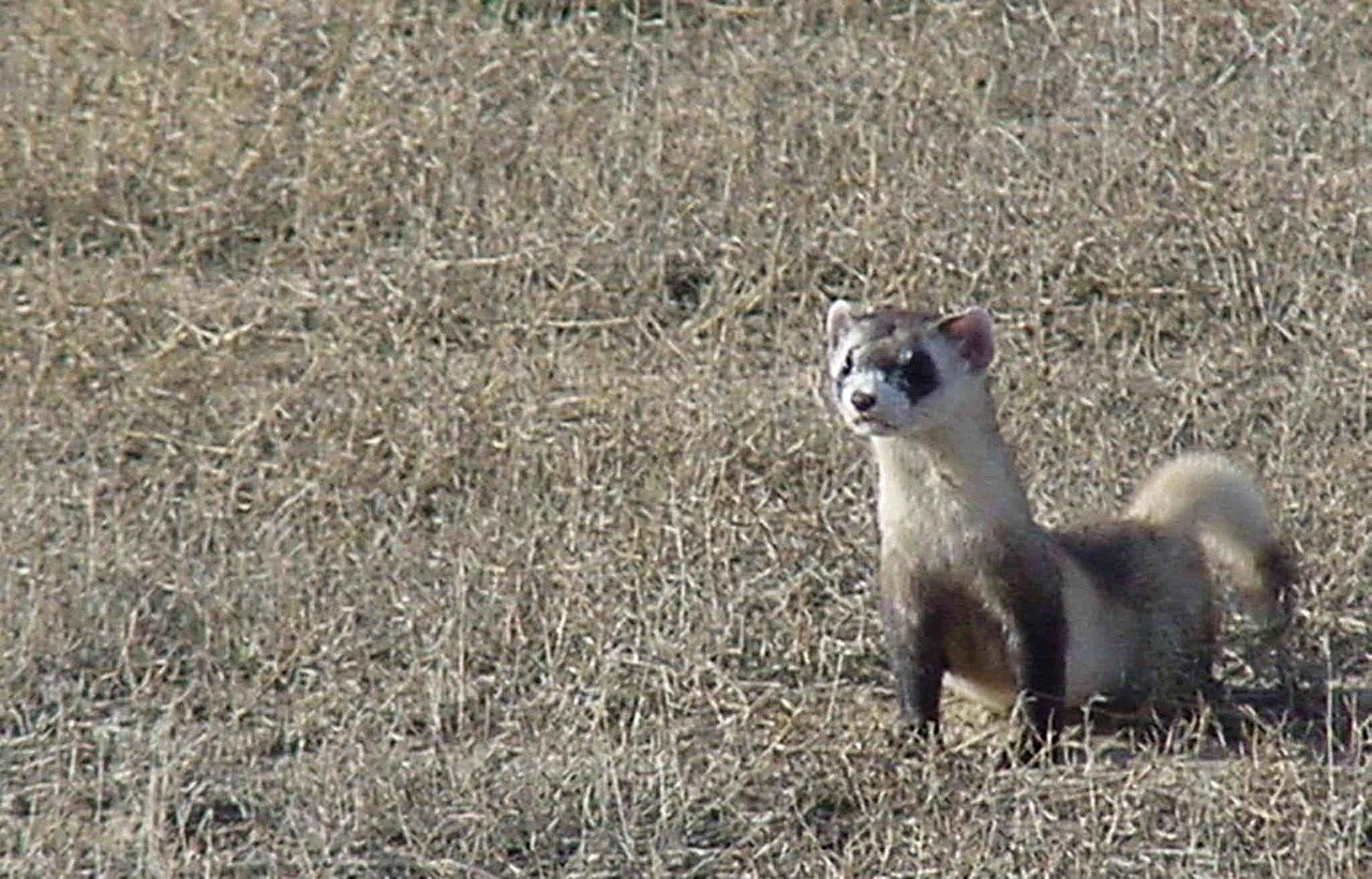 What does it mean when ferrets squeak?
