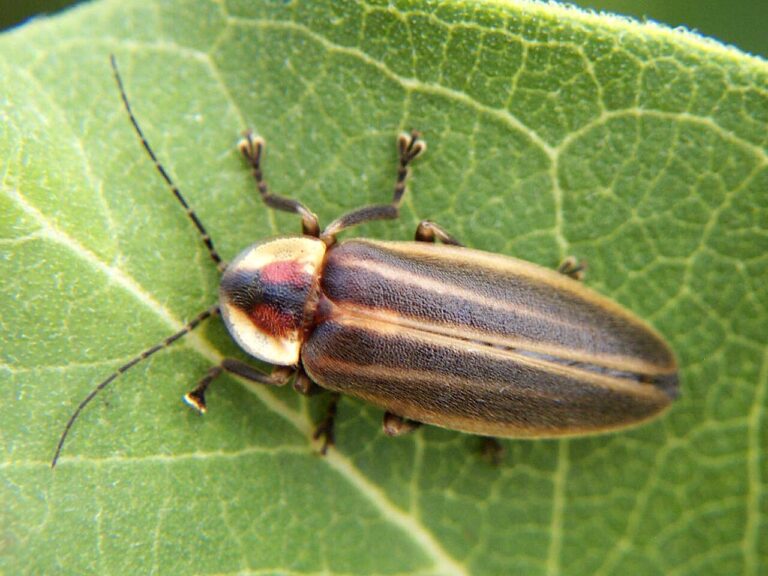 Firefly Symbolism: Spiritual Meaning, Omens and What Seeing One Means