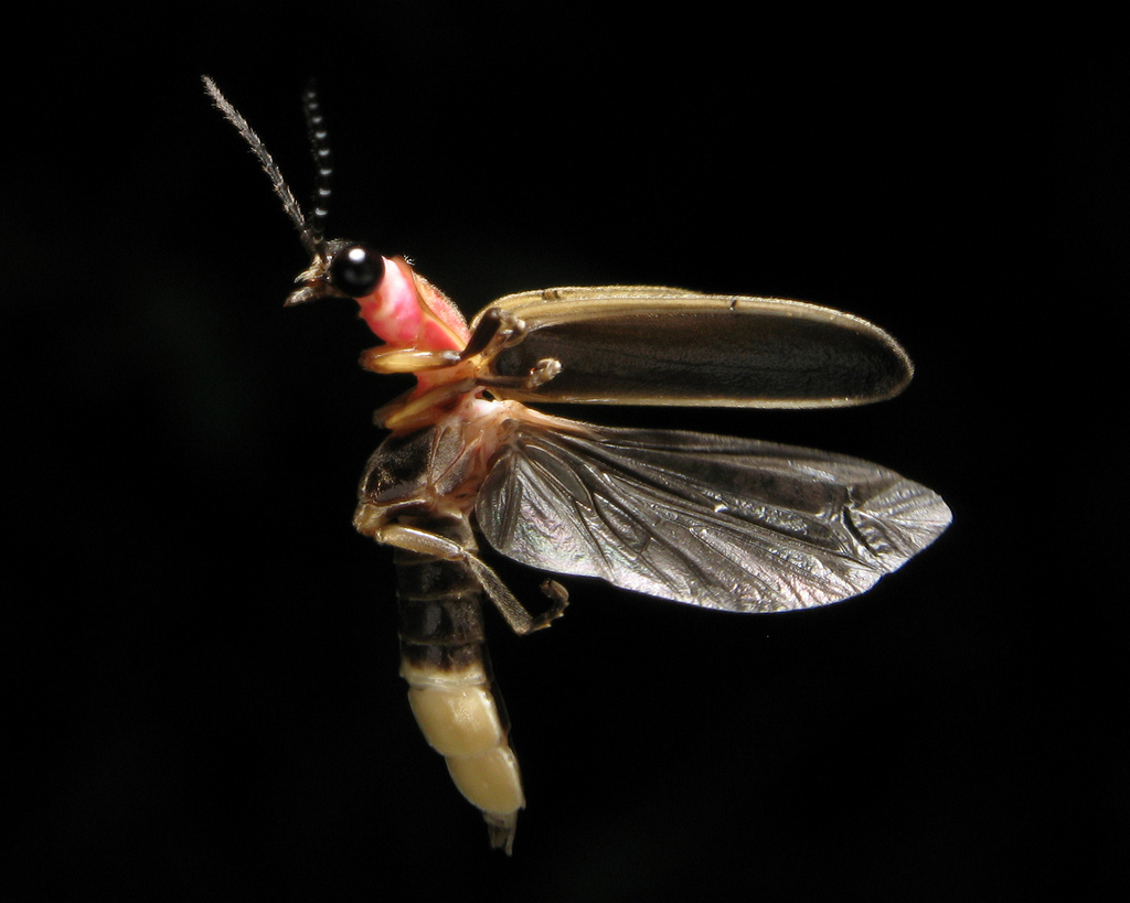 Firefly Symbolism in Native American Traditions