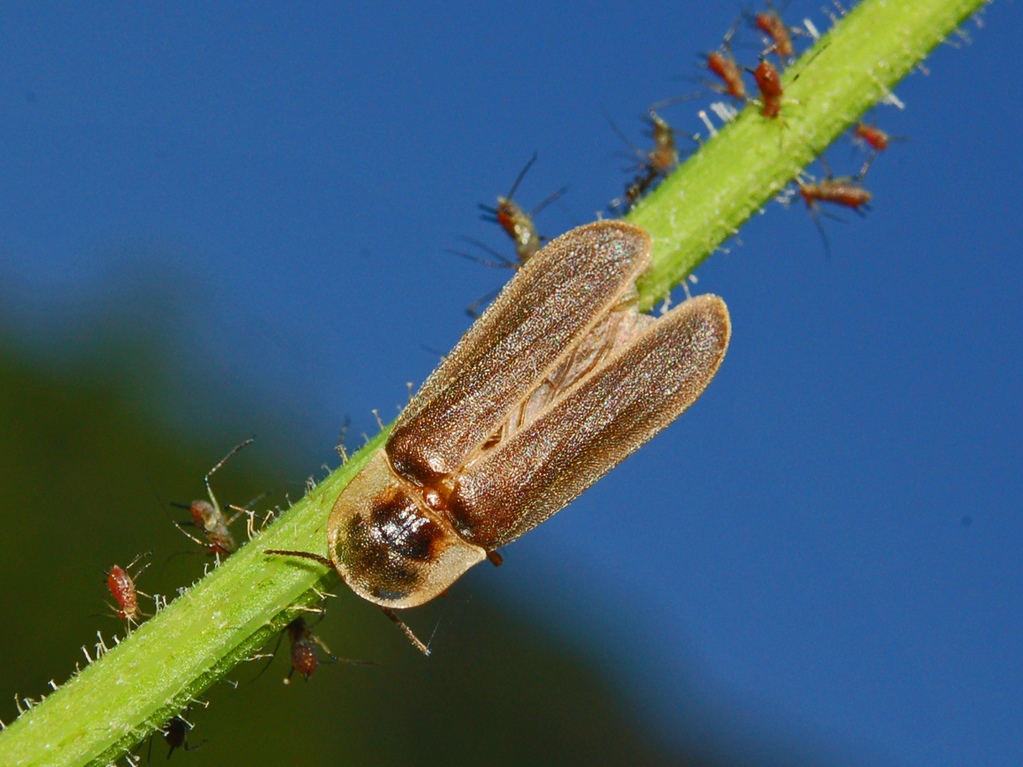 What Does God Say About Fireflies? Christian and Biblical Readings