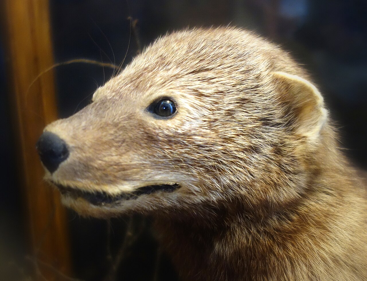 Hisses, Growls and Snarls: The Warning Sounds