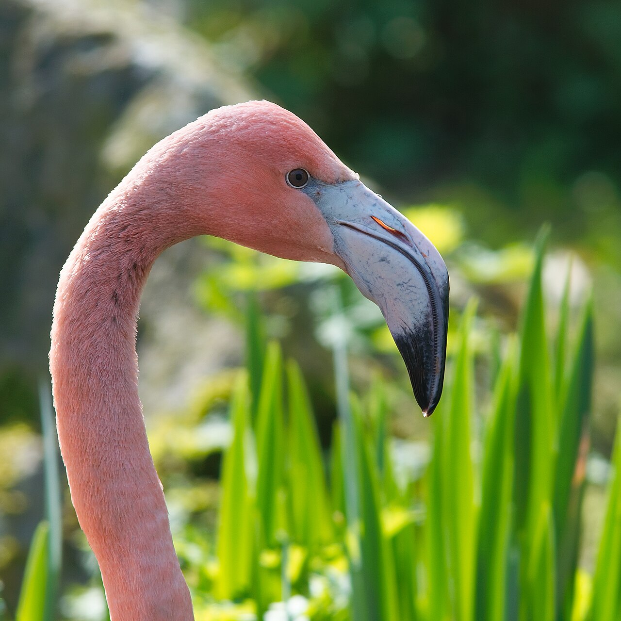 Flamingo Symbolism in Native American Traditions