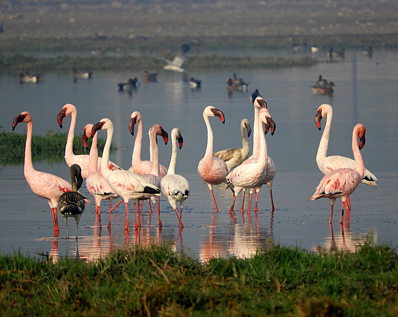 Christian and Biblical Meaning of the Flamingo