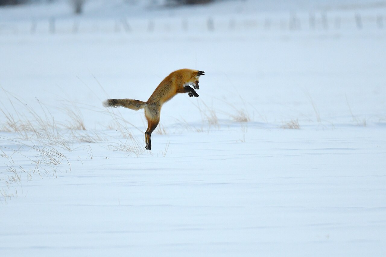 Fox Symbolism: What Seeing a Fox Means in 7 Situations