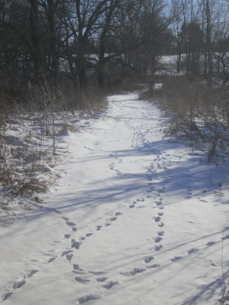 Fox Tracks: 7 Ways to Identify Them in Snow, Mud and Sand