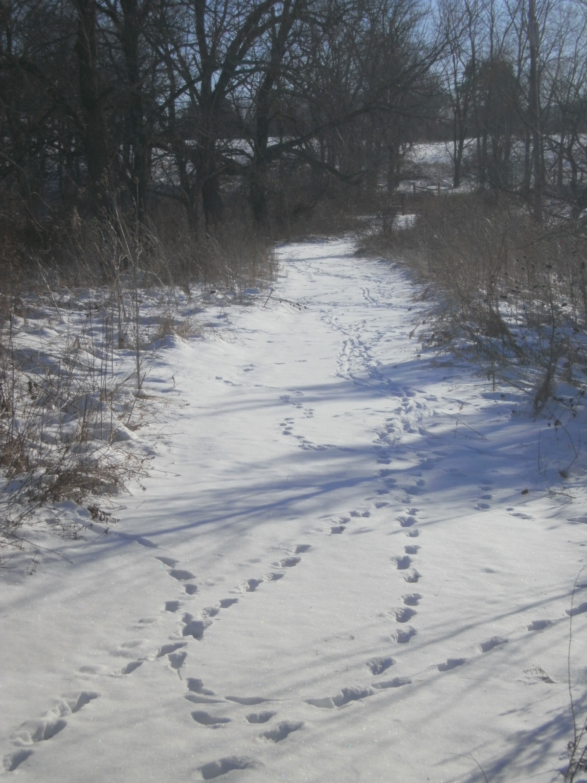 Fox Tracks: 7 Ways to Identify Them in Snow, Mud and Sand