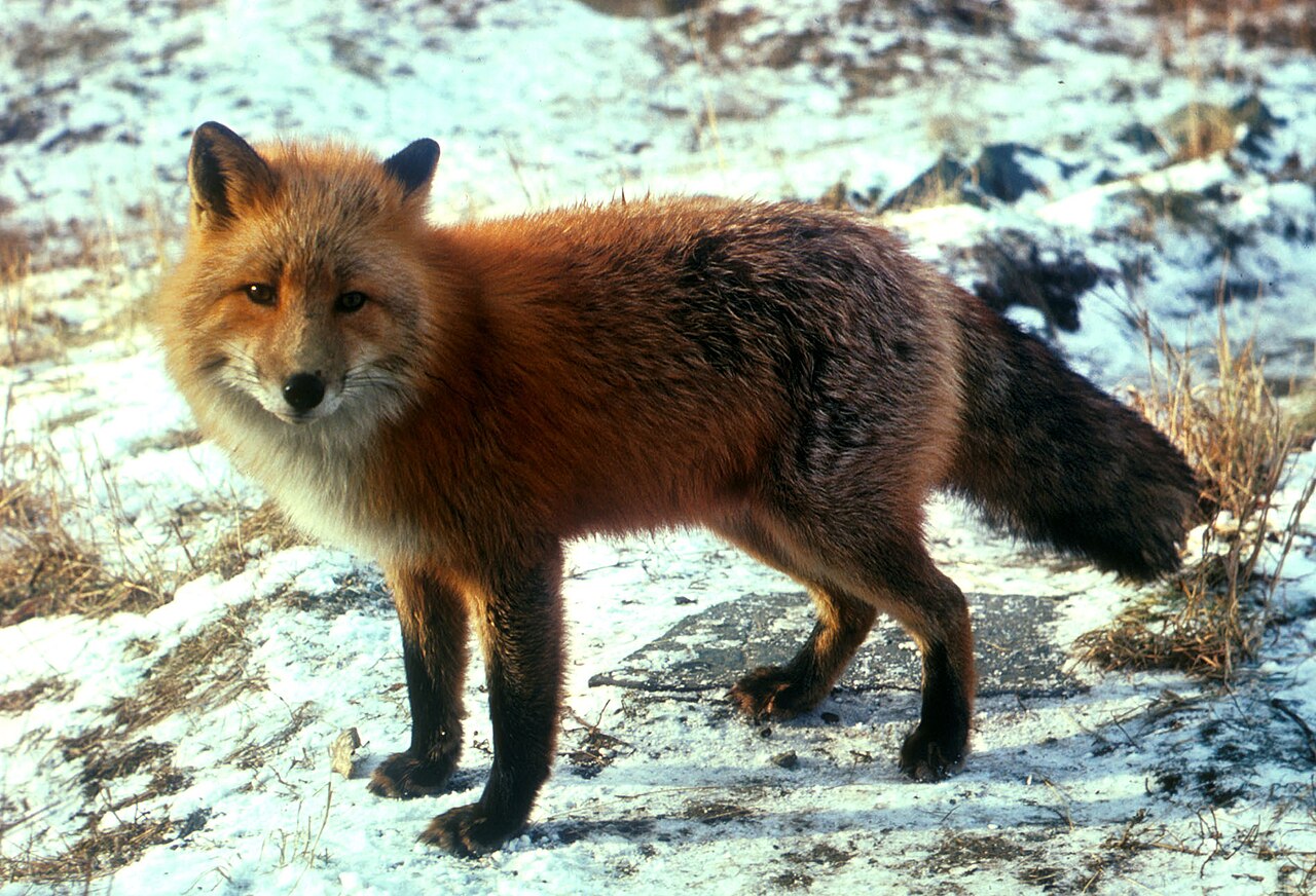 Fox Tracks in Mud and Sand