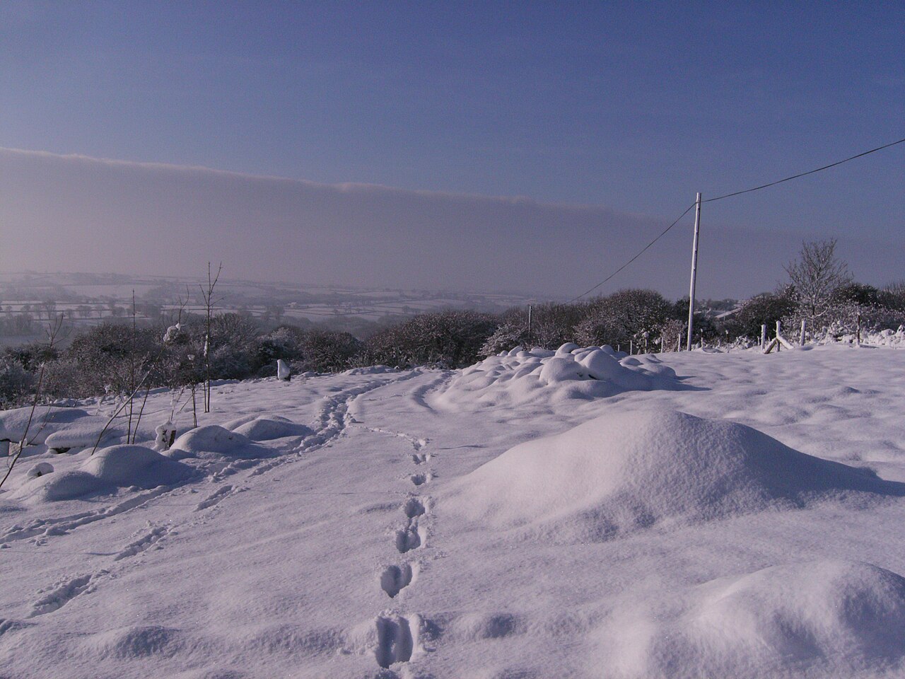 How Can You Tell the Difference Between a Fox and a Coyote Track?
