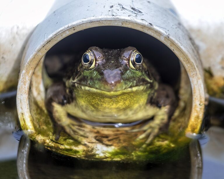 Frog Dream Meaning: 7 Interpretations by Situation and Tradition