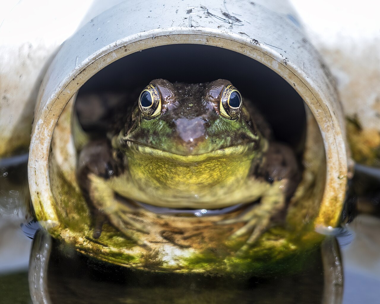 Frog Dream Meaning: 7 Interpretations by Situation and Tradition