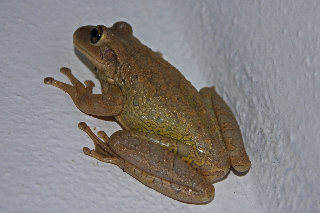 Frog Poop vs Lizard Poop: 5 Ways to Tell Them Apart