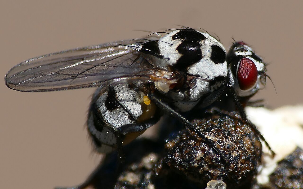 What Do Lizard Feces Look Like?