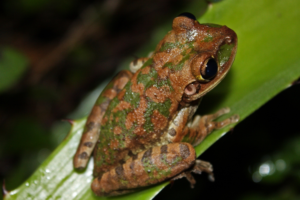 Lizard Poop vs Rat Poop: What Is Commonly Mistaken for Mouse Poop?