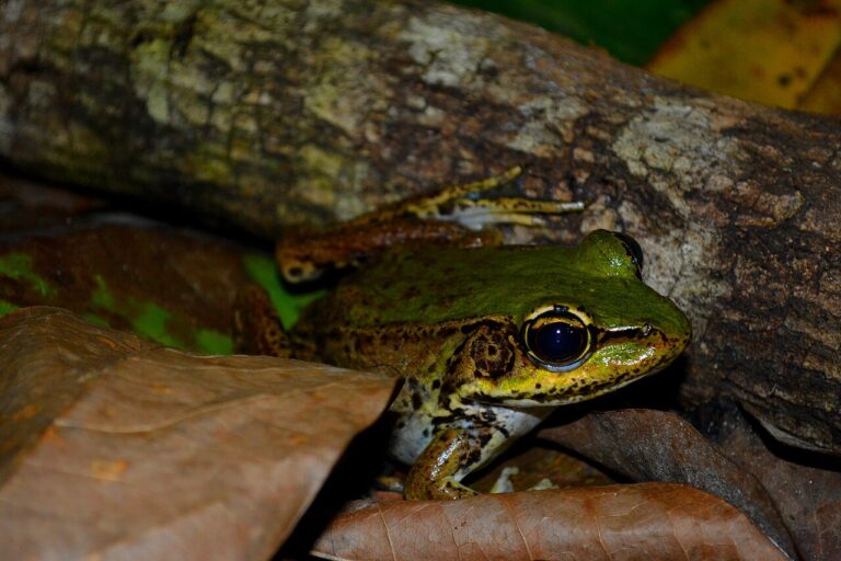 Frog Poop vs Rat Poop: One Wet Mass or Many Dry Pellets