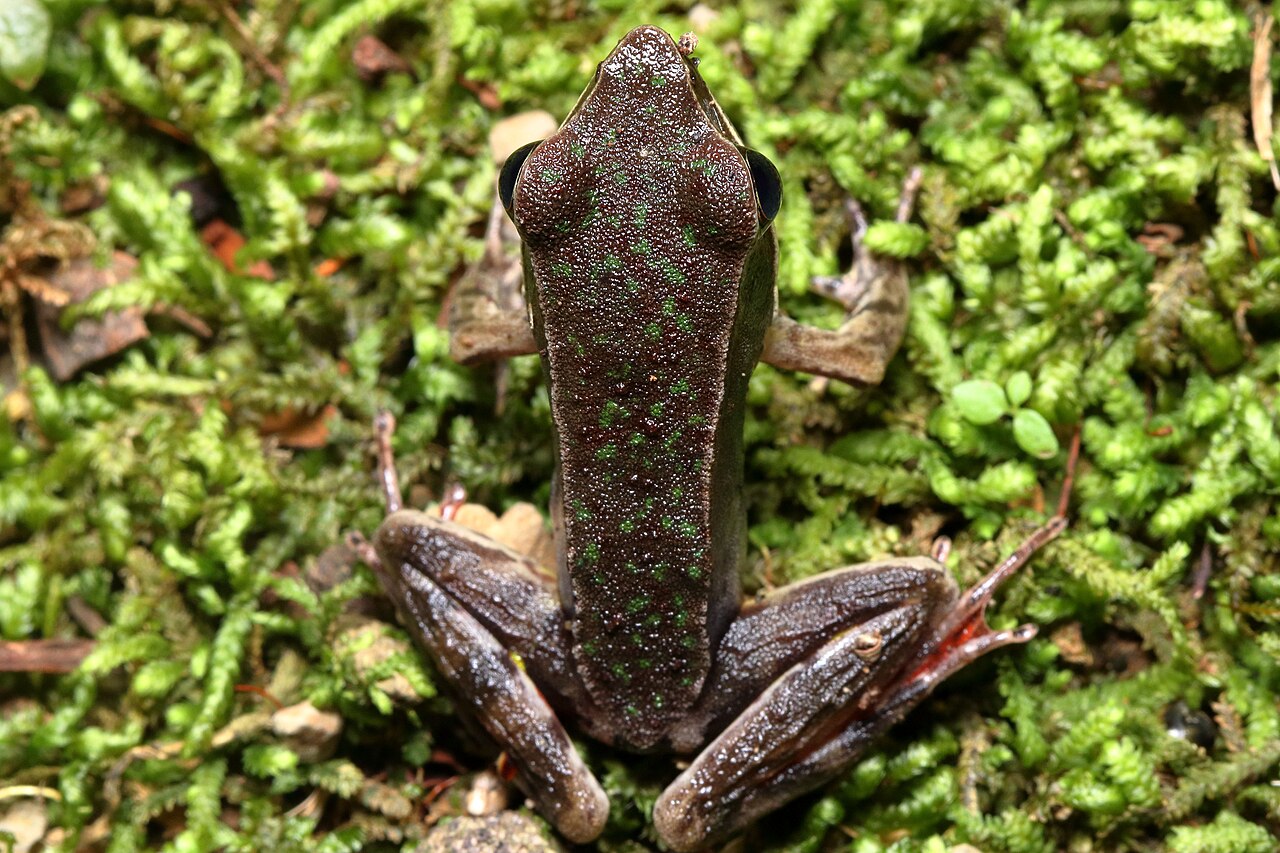 Frog poop vs rat poop: size, shape and sheen