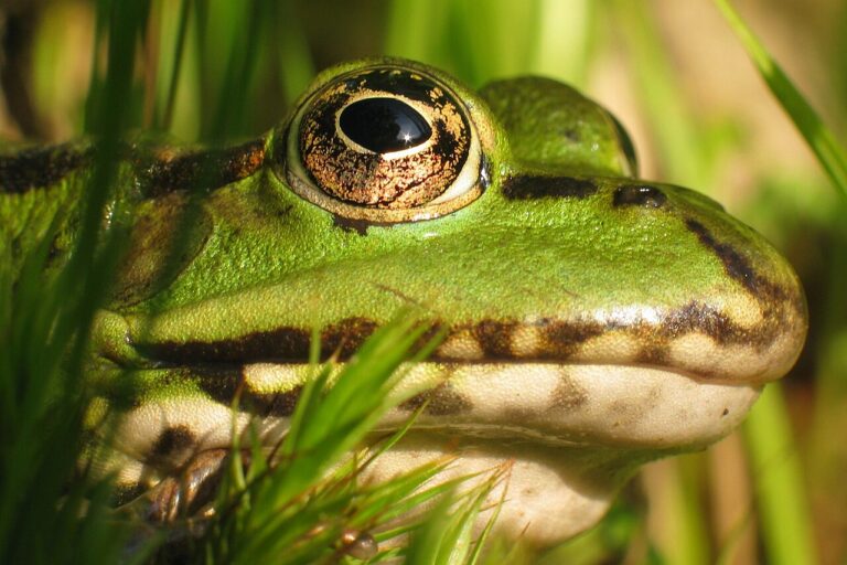 Frog Symbolism: What It Means to See One, in Dreams and as an Omen
