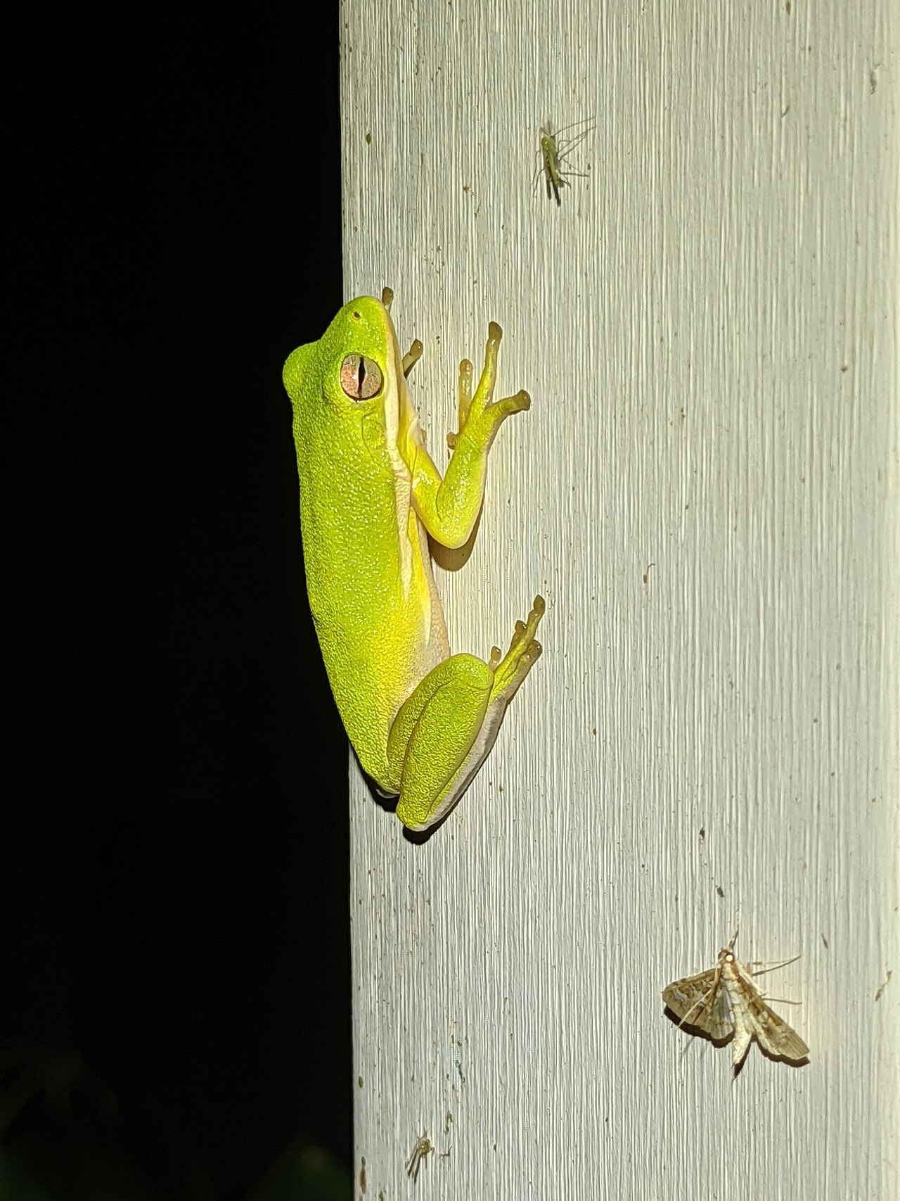 What the Bible Says About Frogs