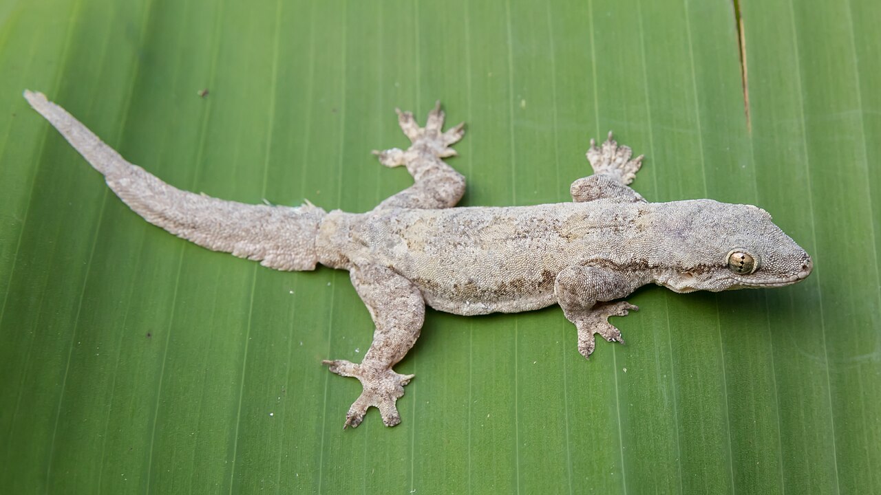 What Gecko Poop Looks Like