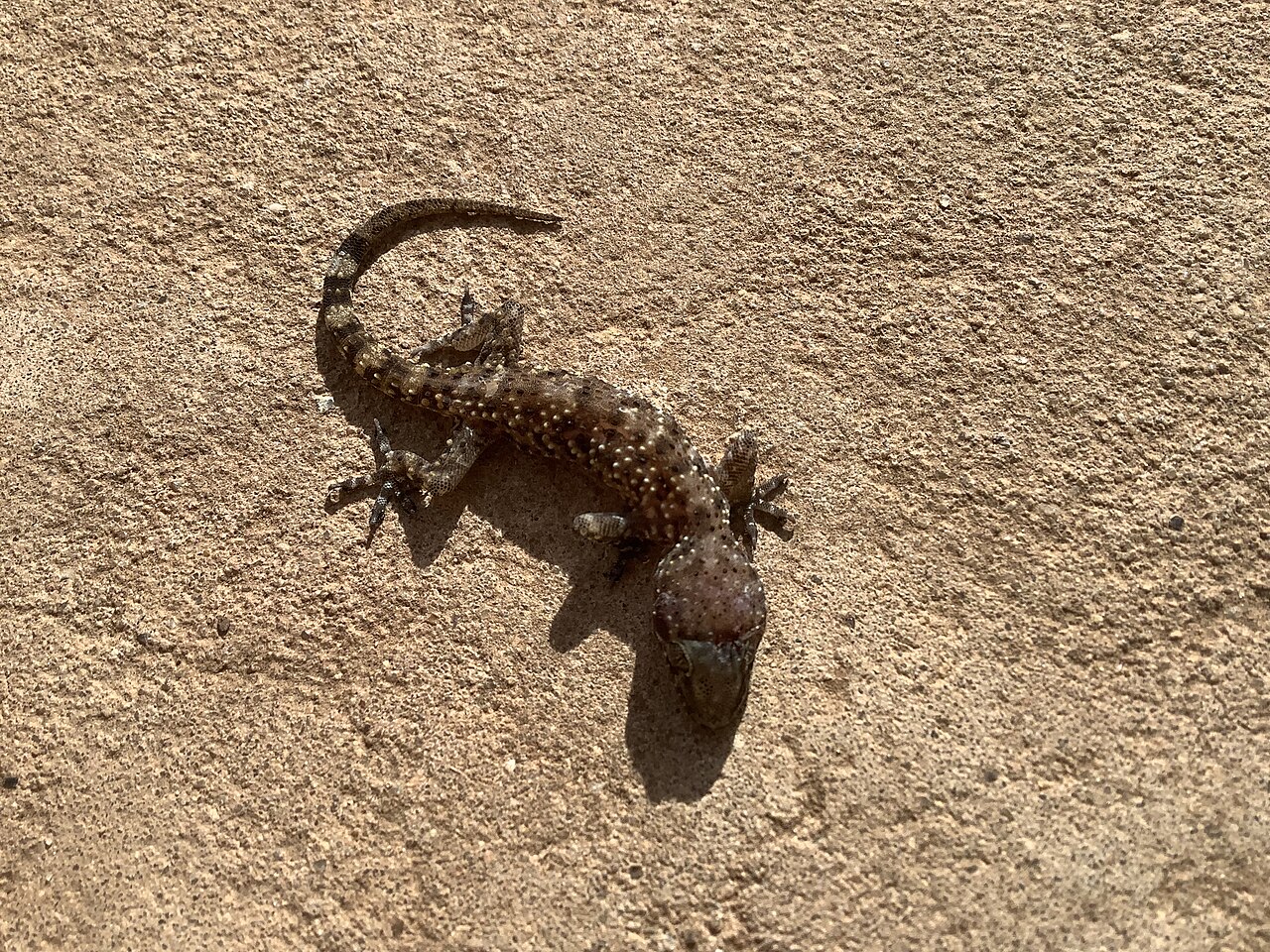 Size and Shape Compared