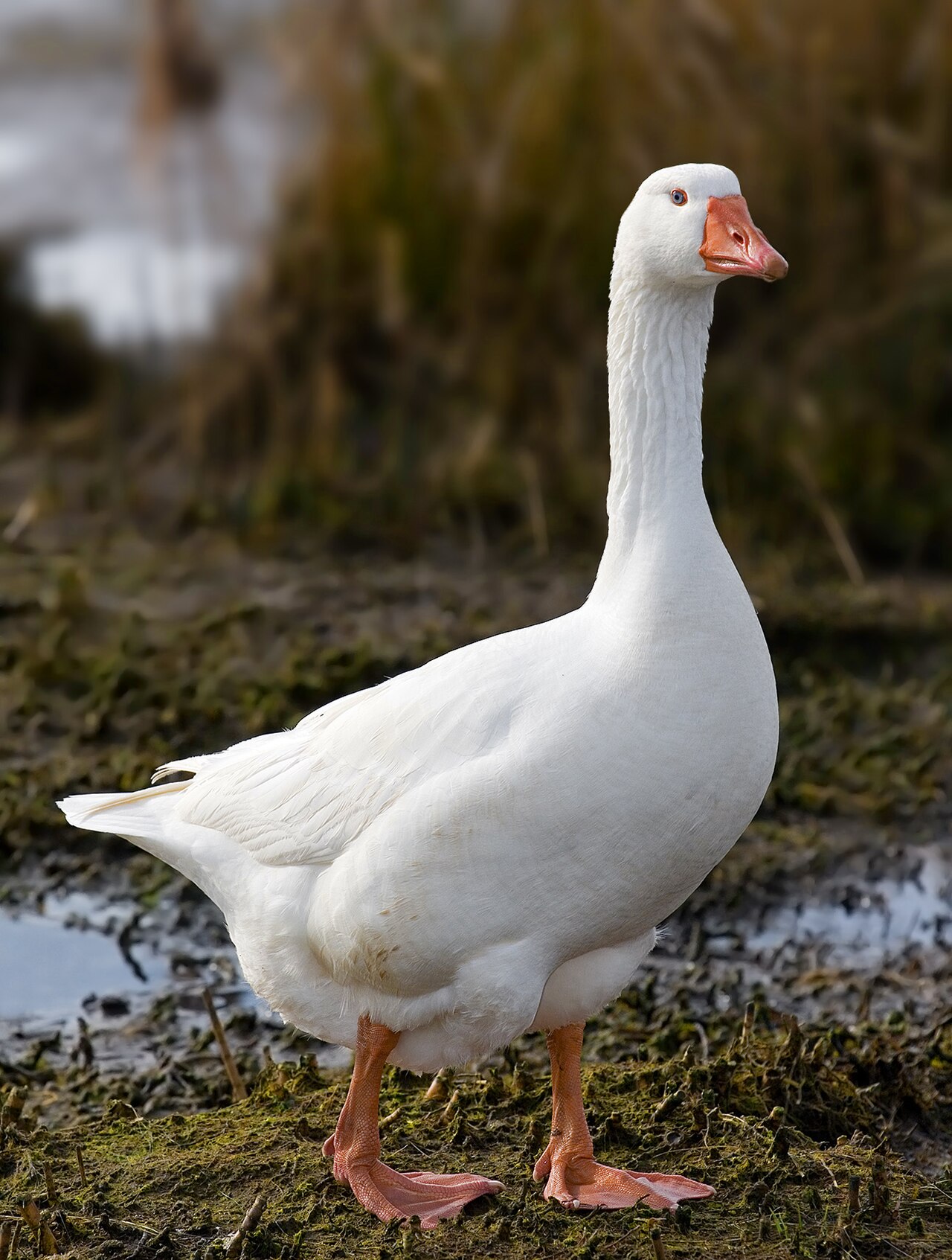 Goose Sounds: 7 Calls Decoded, From Honk to Hiss