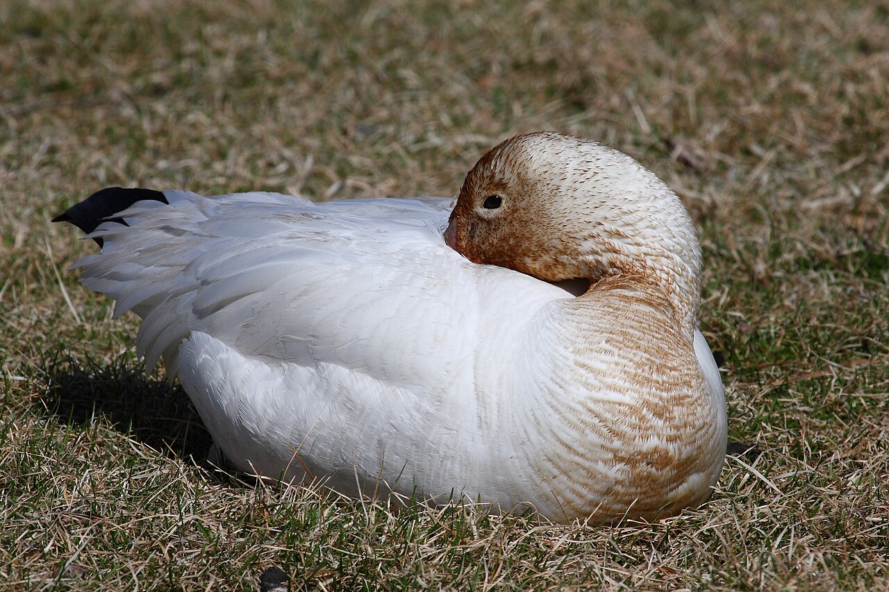 Male and Female Goose Sounds Are Different