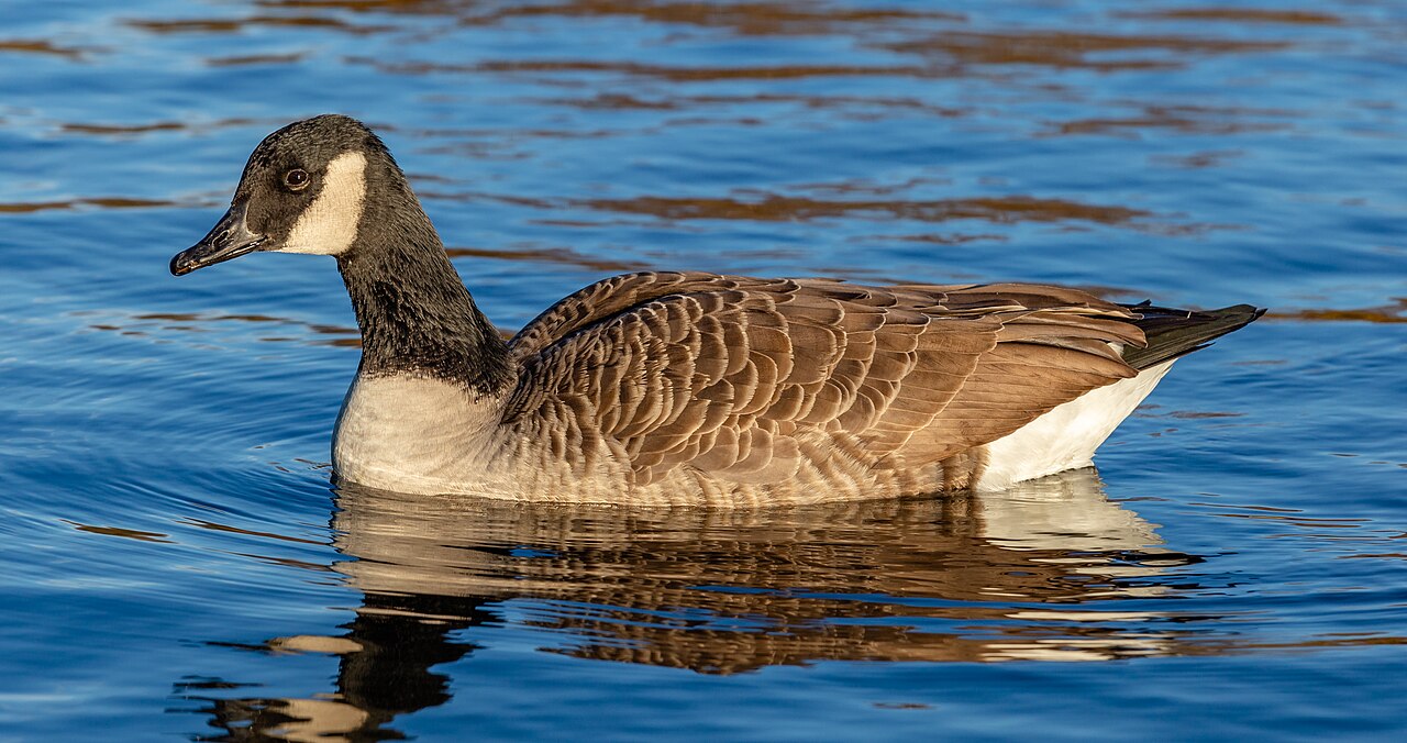 Goose Symbolism: What Seeing Geese Means in 6 Traditions