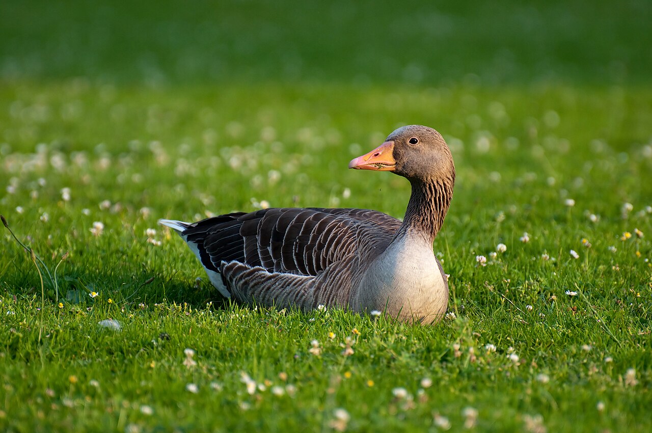 Goose Symbolism in Native American Traditions
