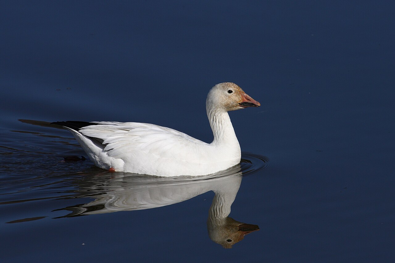 The Wild Goose in Celtic Tradition