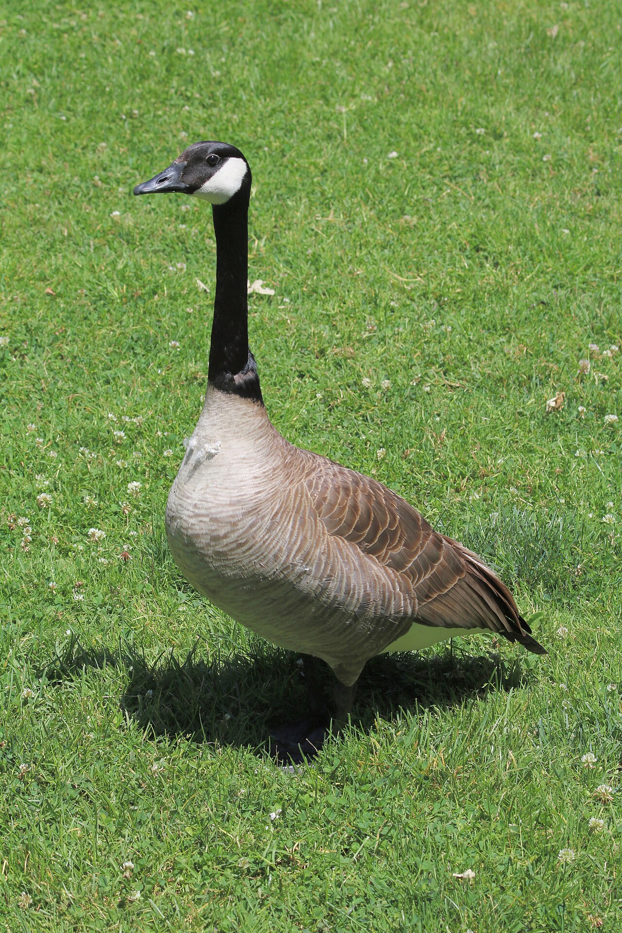 What Does the Bible Say About Geese?