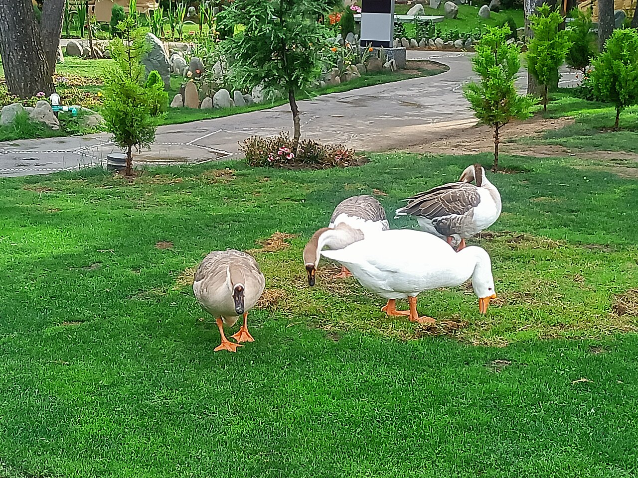 Goose Symbolism in East Asian Traditions