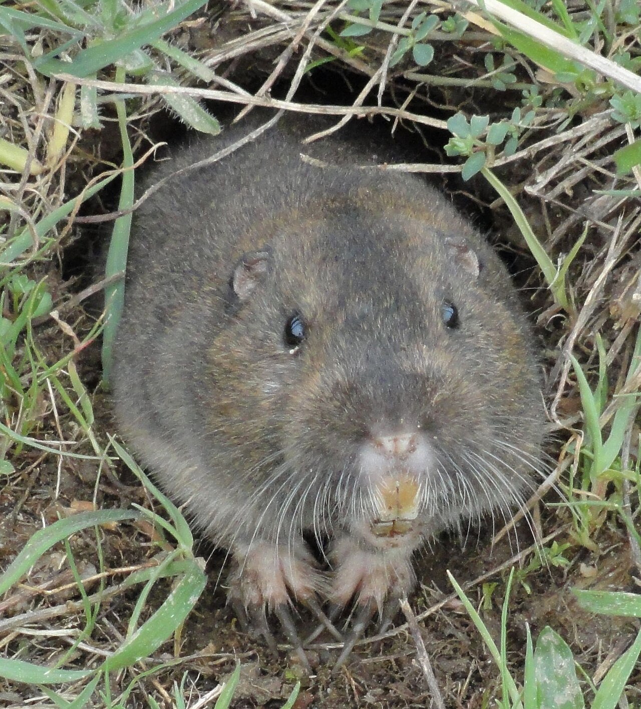 Gopher Poop: What It Looks Like and 3 Droppings It Gets Confused With