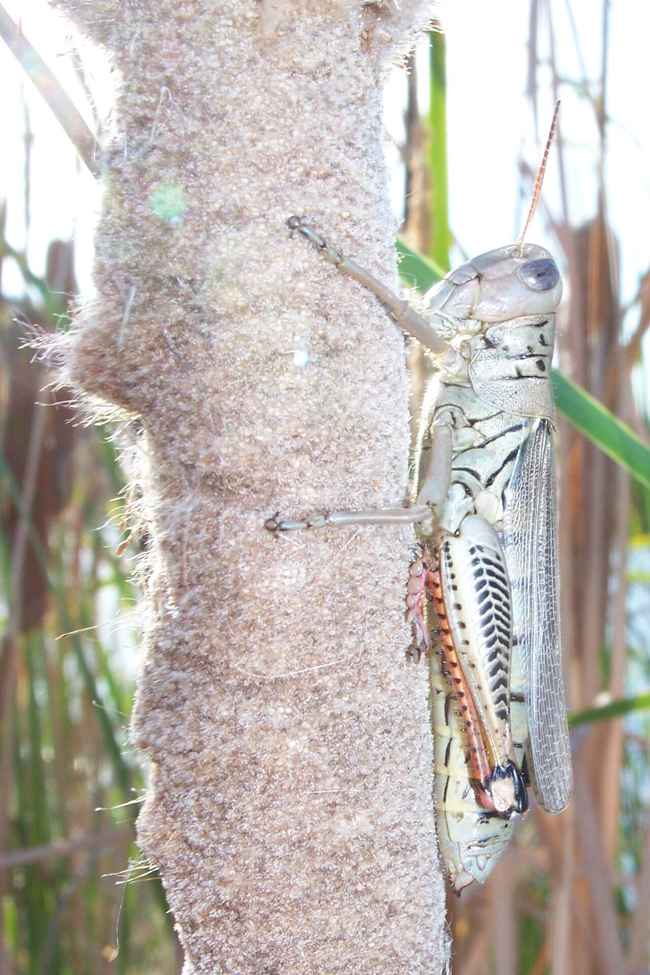 Grasshopper Symbolism: What It Means When One Crosses Your Path